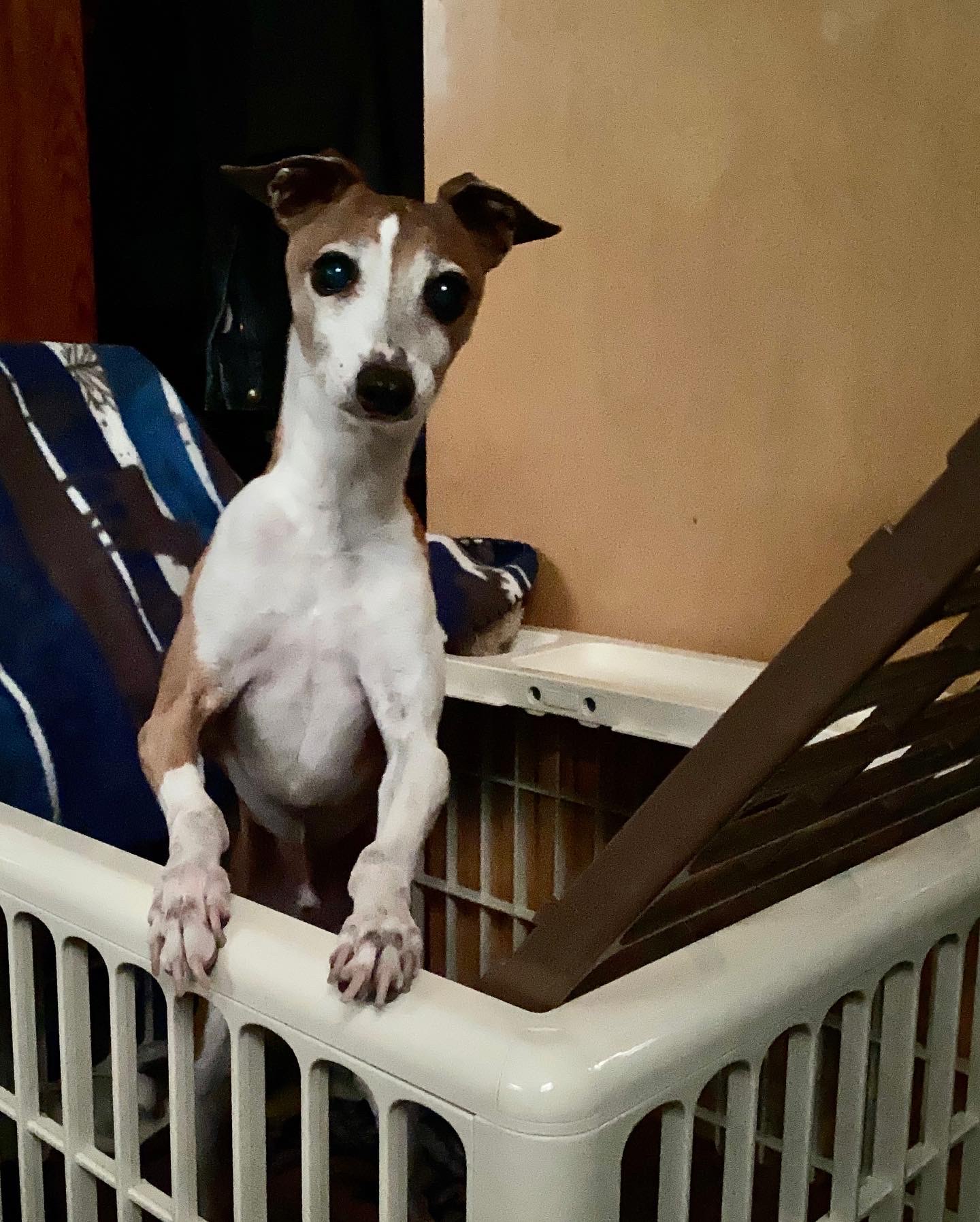 pet
