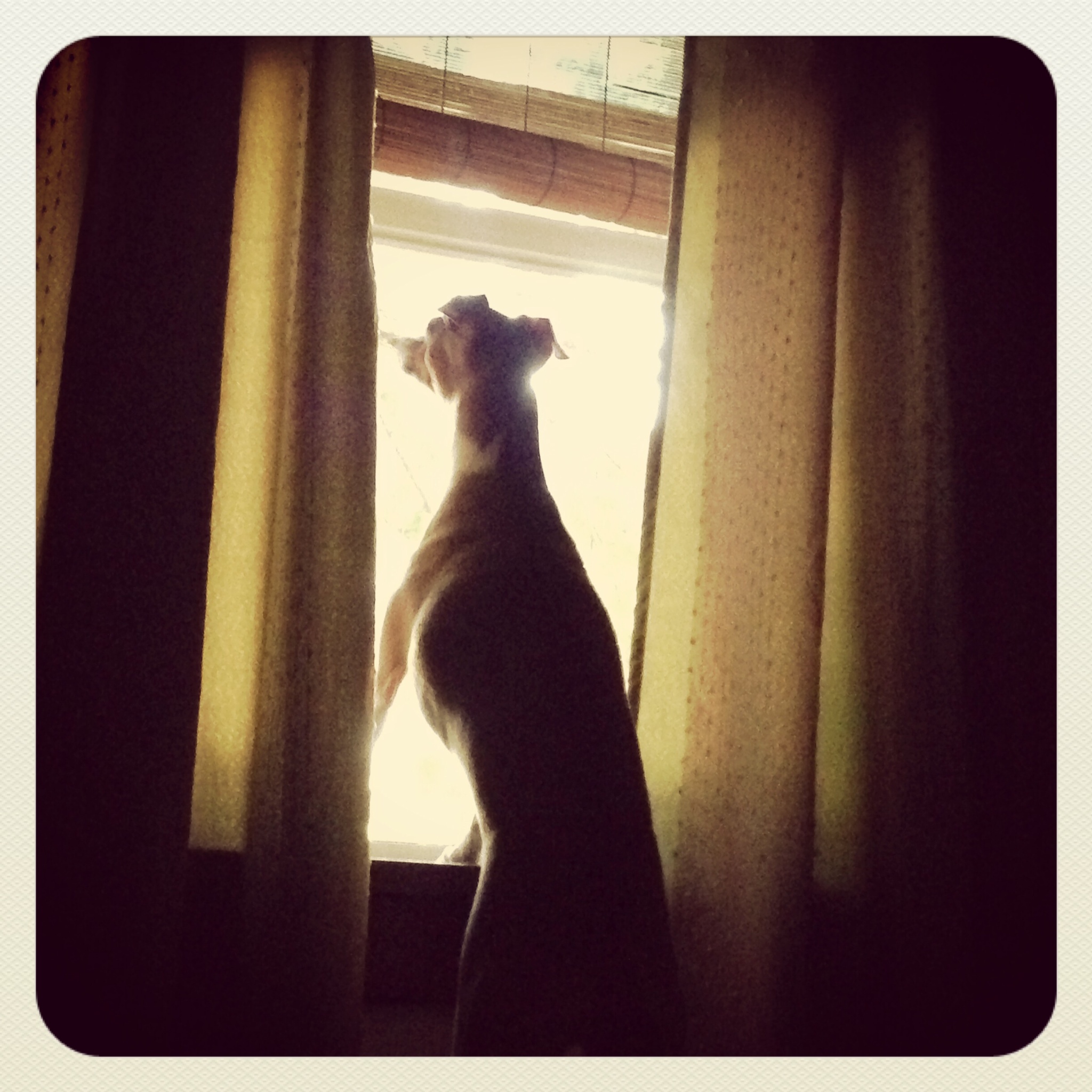 pet