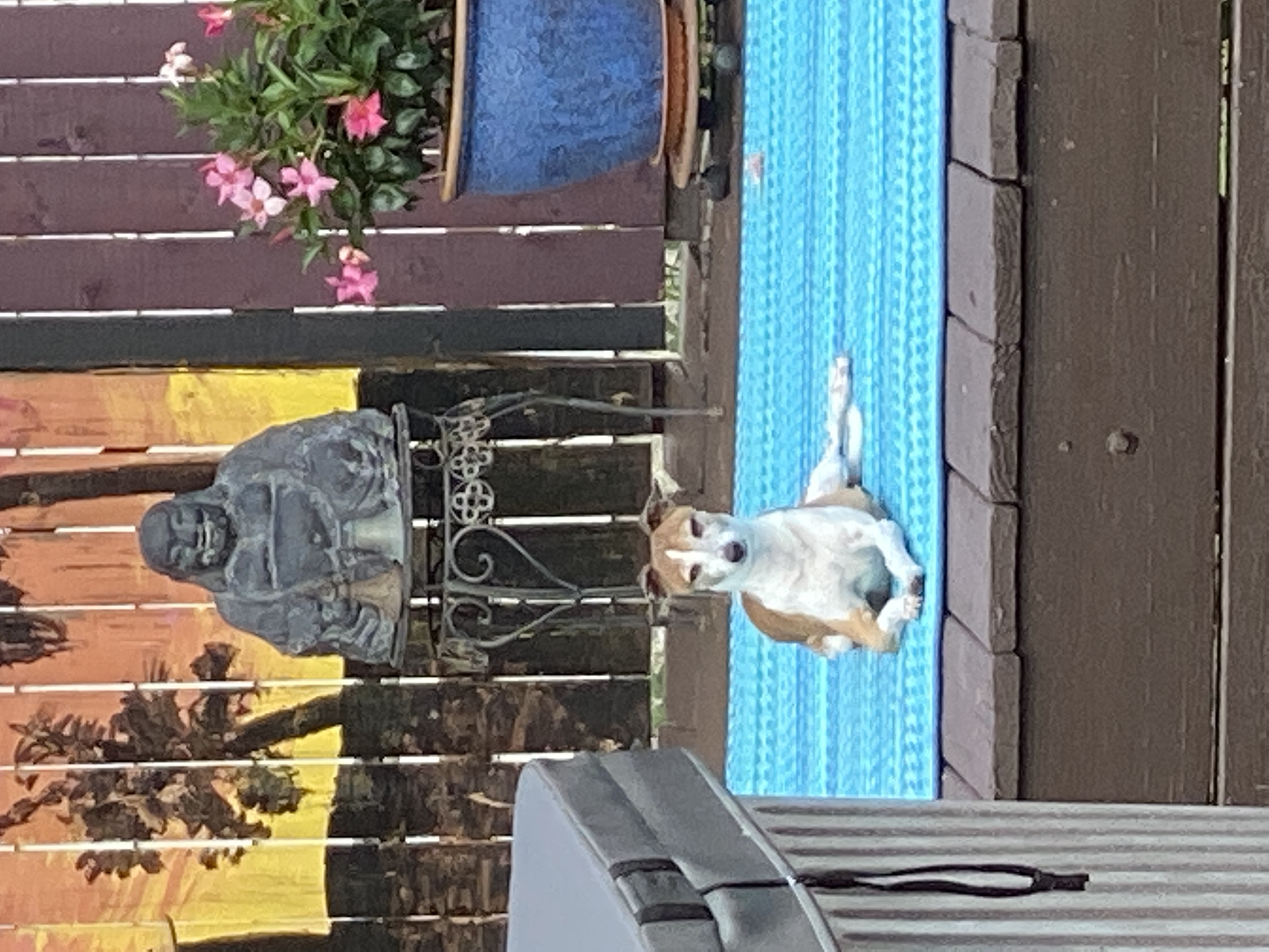 pet