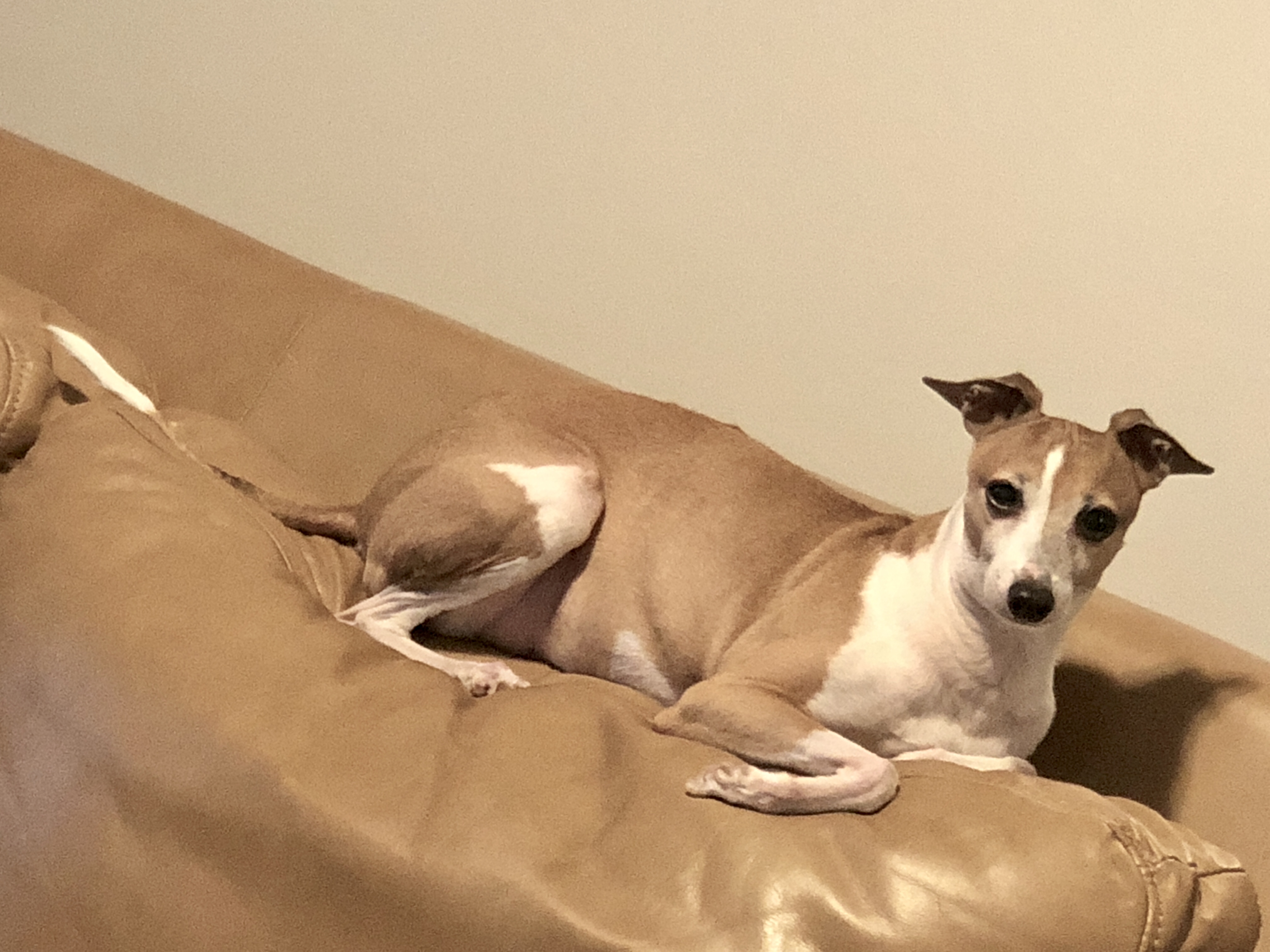 pet