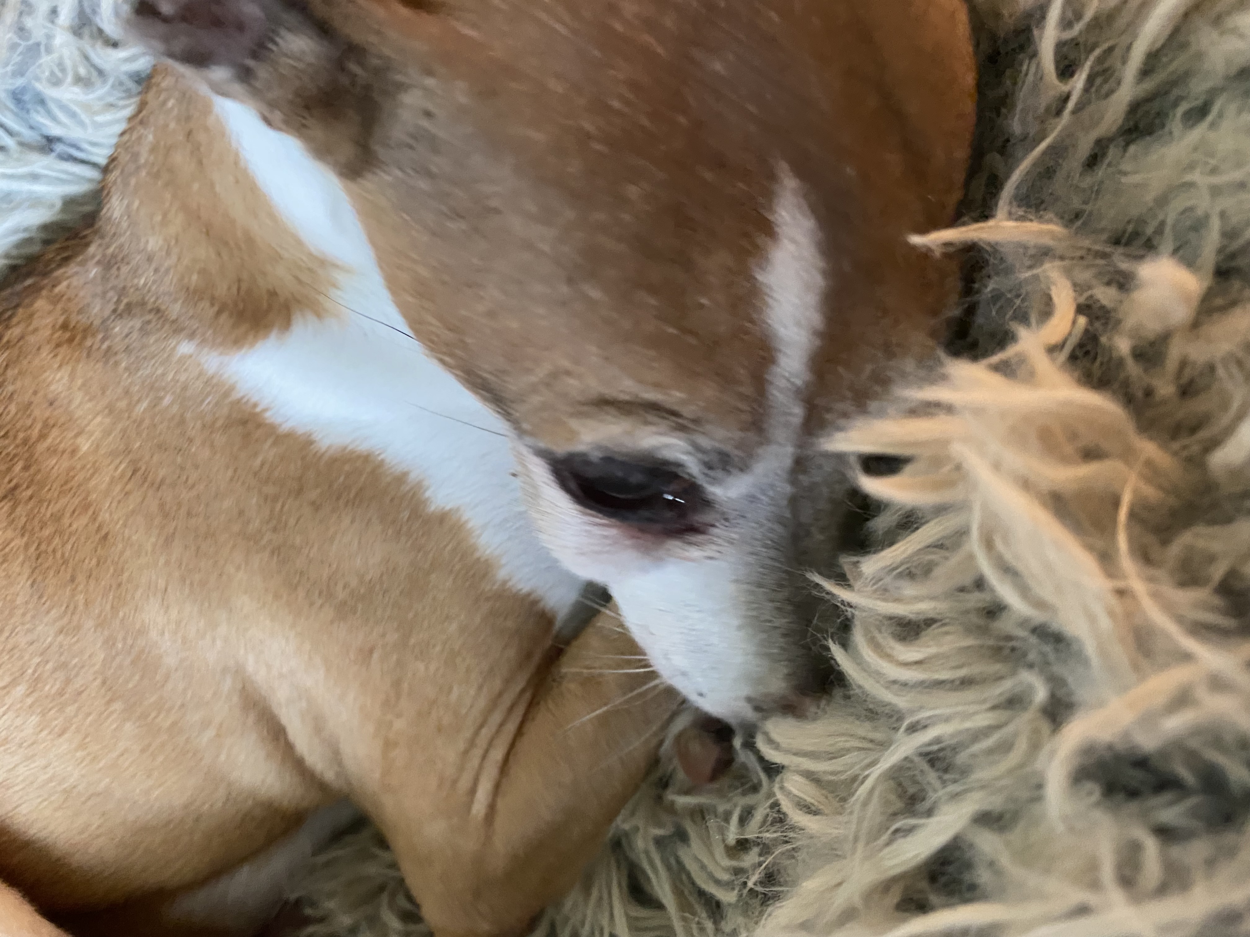 pet
