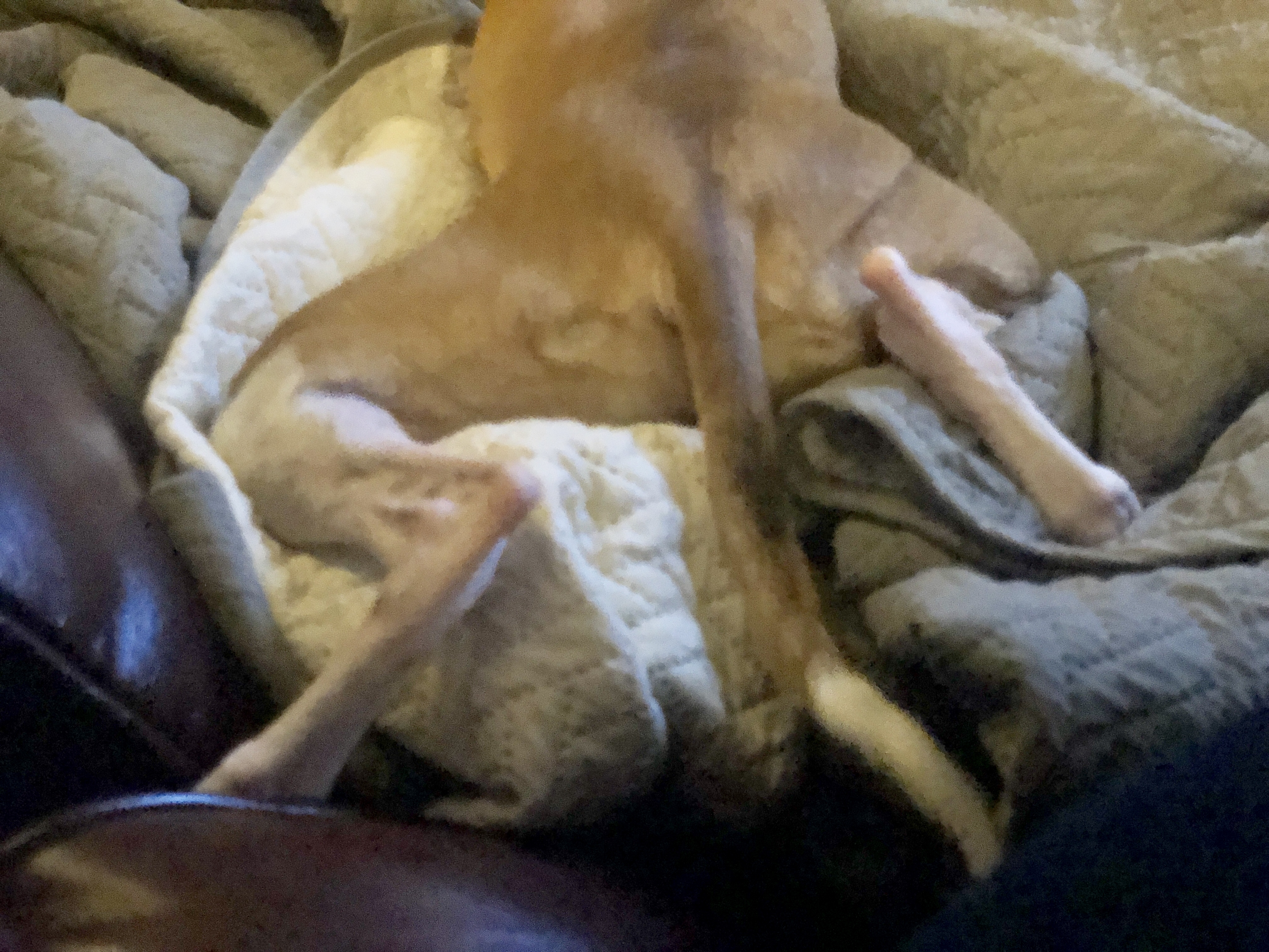 pet