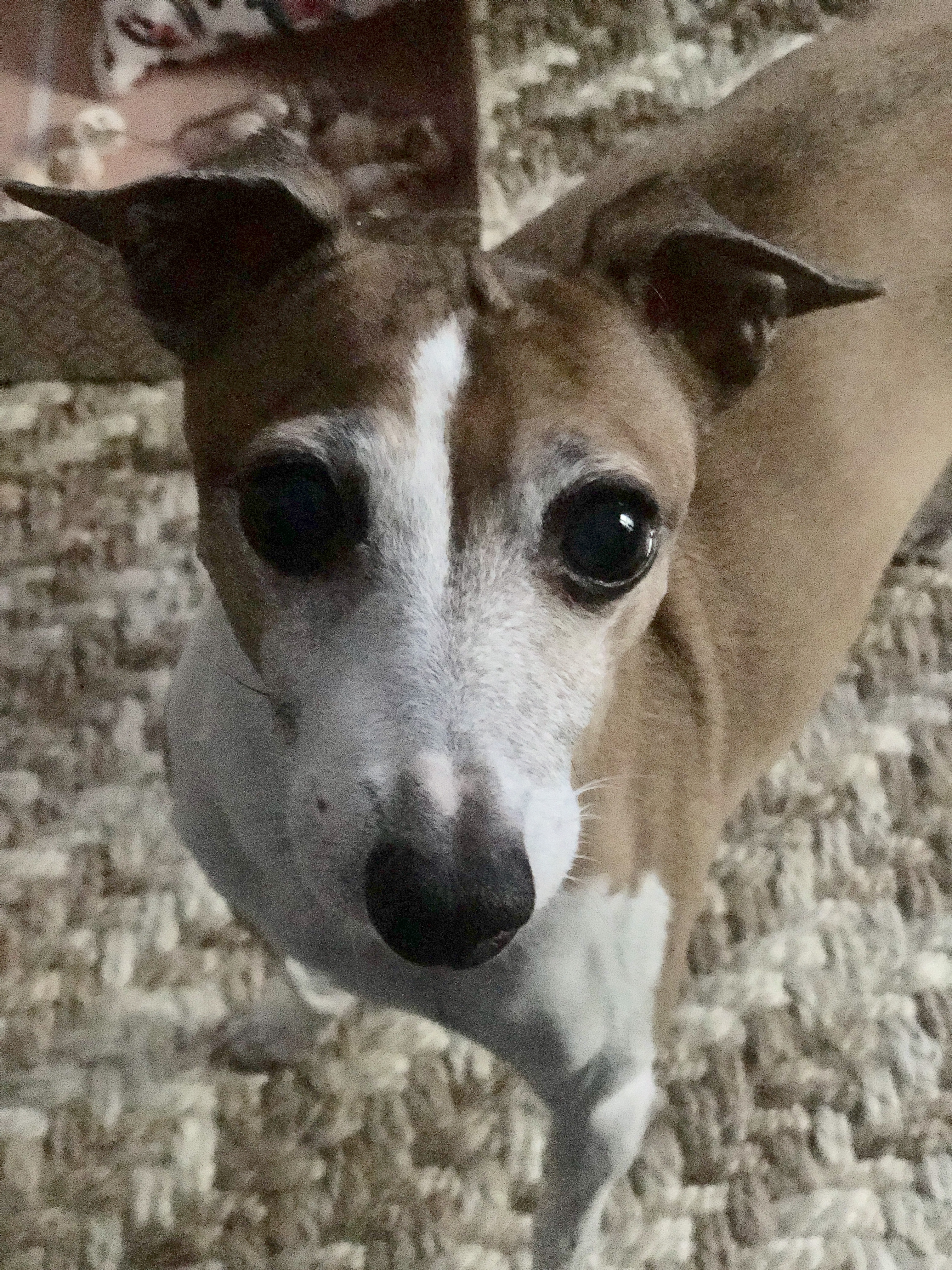 pet