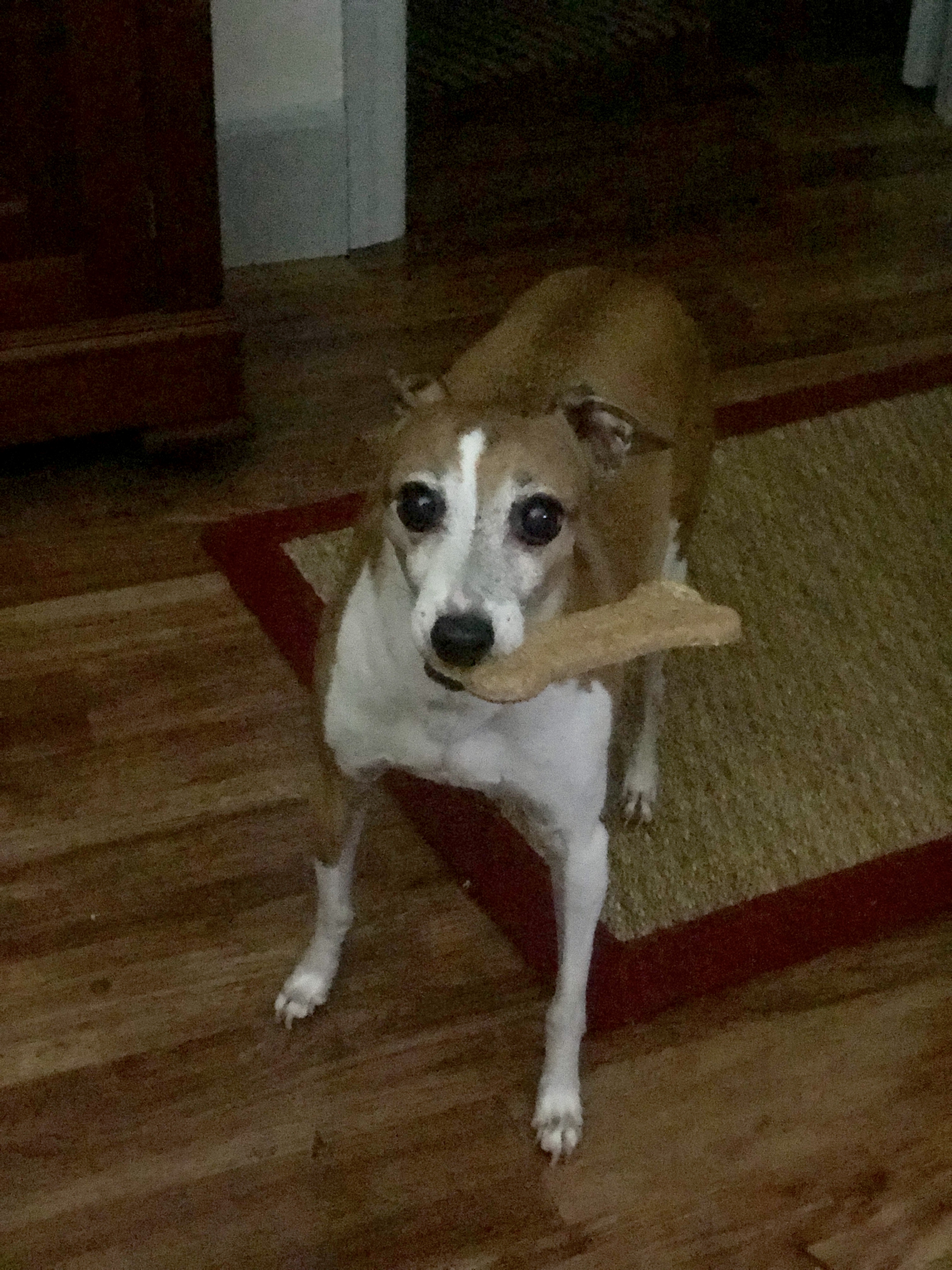 pet
