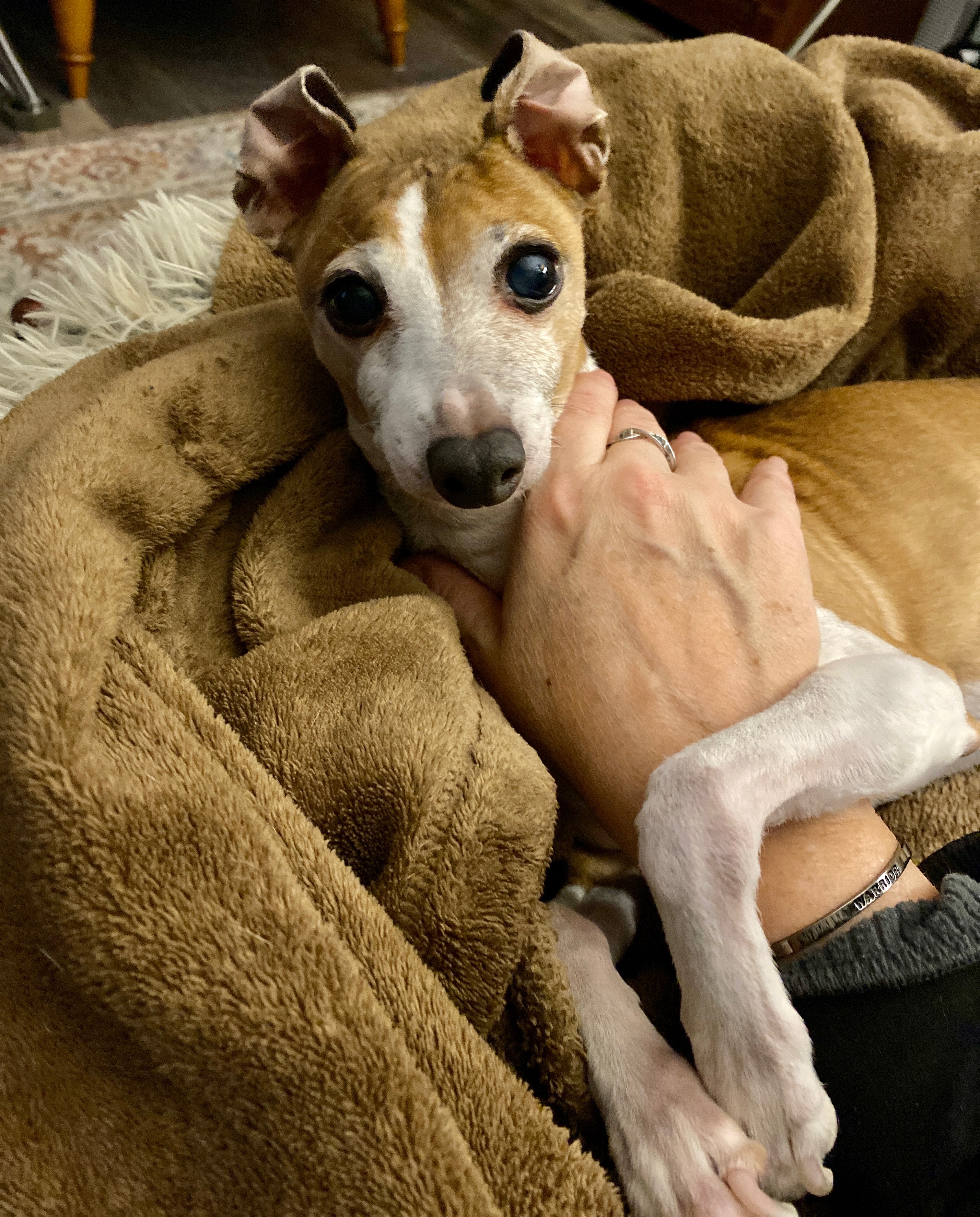 pet
