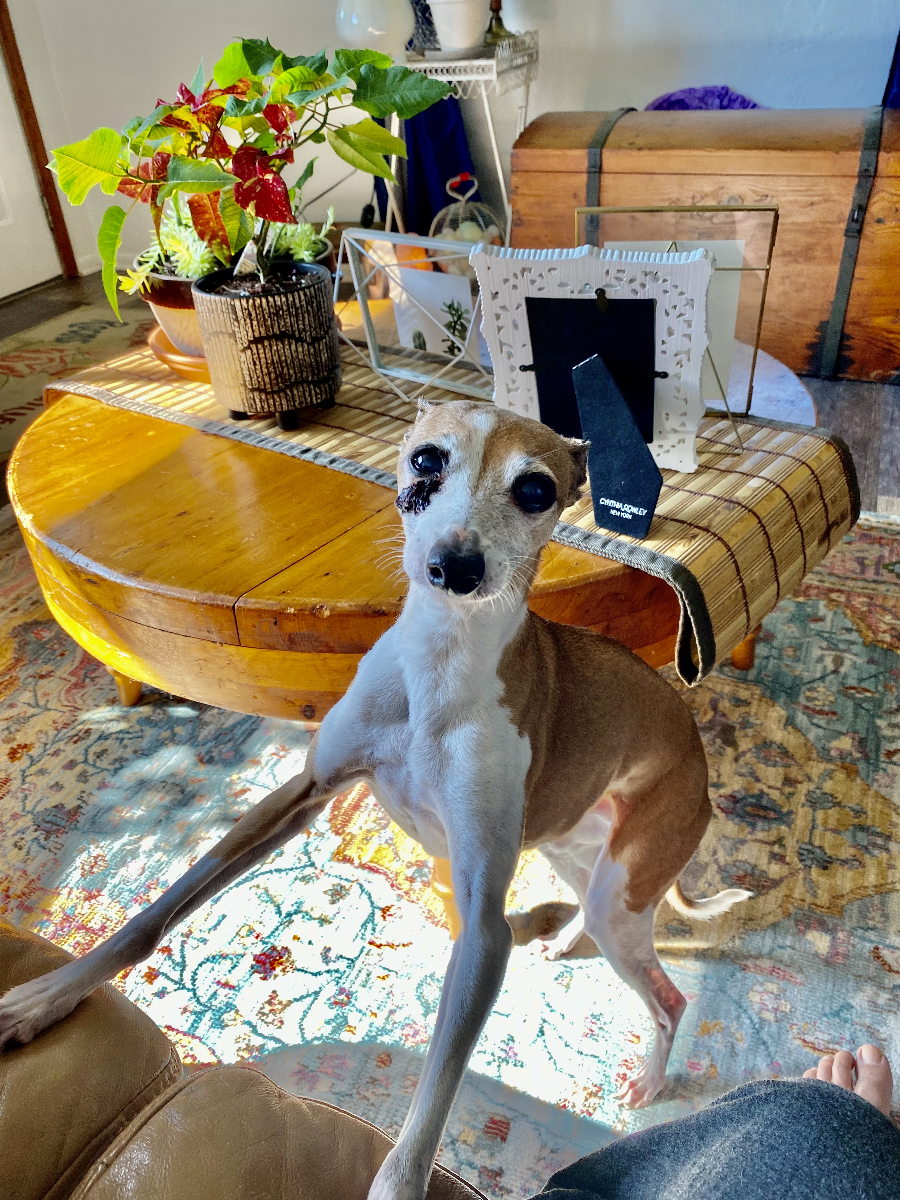 pet